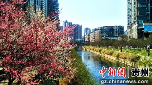 六盤水水城河畔鮮花盛開引人來